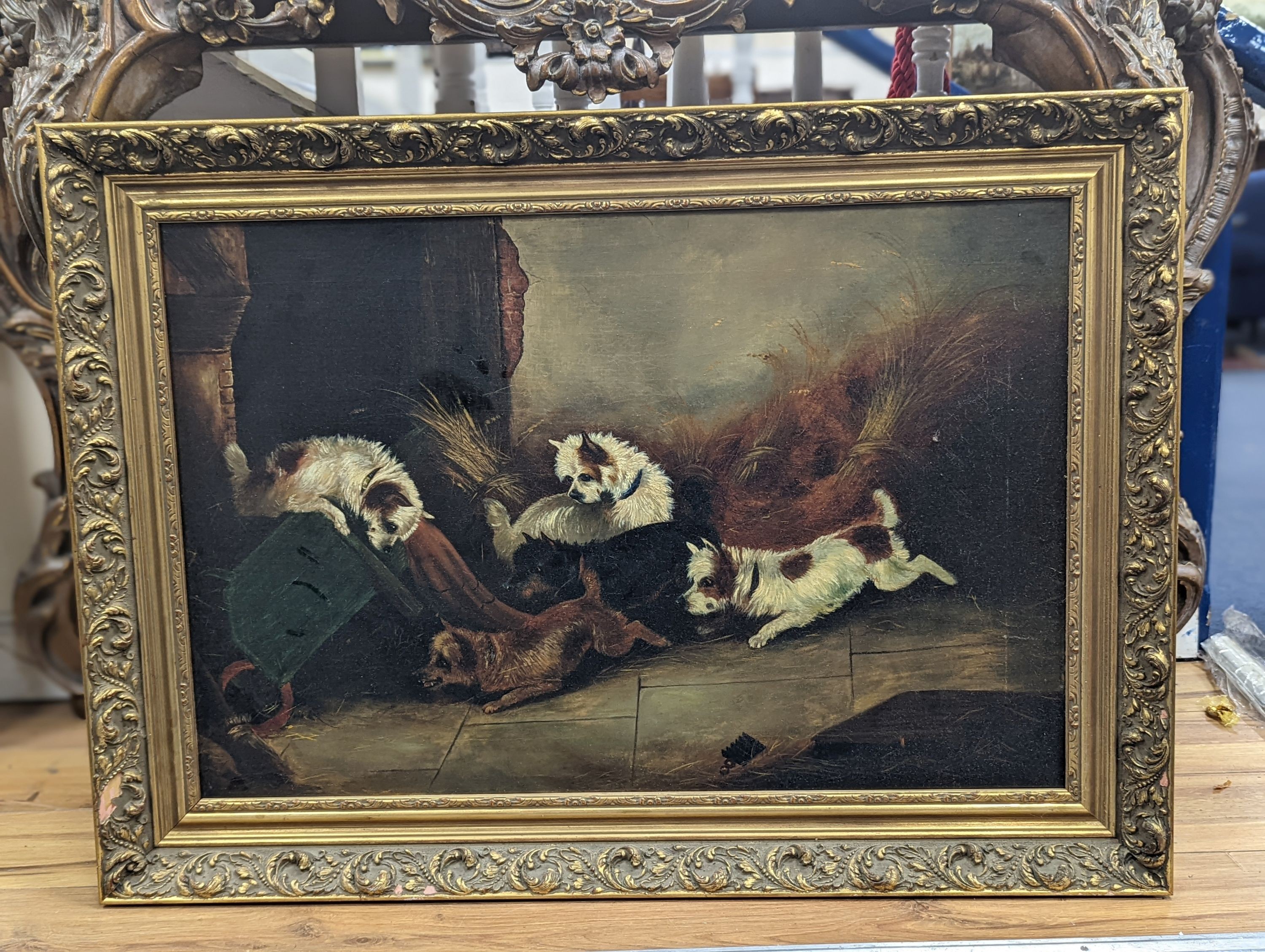 After Armfield, oil on canvas, Terriers ratting in a barn, 50 x 75cm